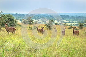 Waterbuck Kobus ellipsiprymnus grazing on aÂ  green arid bush veld plain, Uganda